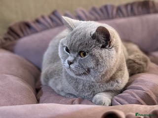 British Shorthair cats Pure Pedigree Lilac British Shorthair Boy - Advert 2