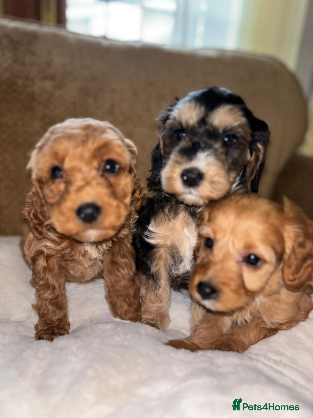 Cockapoo dogs LICENSED BREEDER QUALITY HEALTH TESTED COCKAPOOS - Advert 4