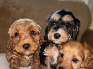 Cockapoo dogs LICENSED BREEDER QUALITY HEALTH TESTED COCKAPOOS - Advert 4