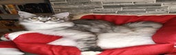 Maine Coon cats for sale: 'PuuureLove' Maine Coon kittens  - Advert 3