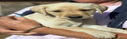 Labrador Retriever dogs for sale: 🐾 READY NOW🐾 FTCH Labrador Puppies - Advert 10
