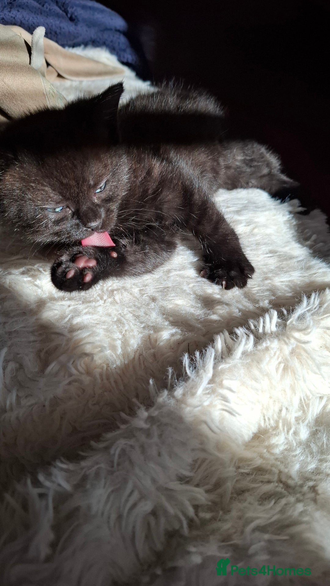 Mixed Breed cats for sale: READY NOW 2 female long haired fluffy kittens - Image 7