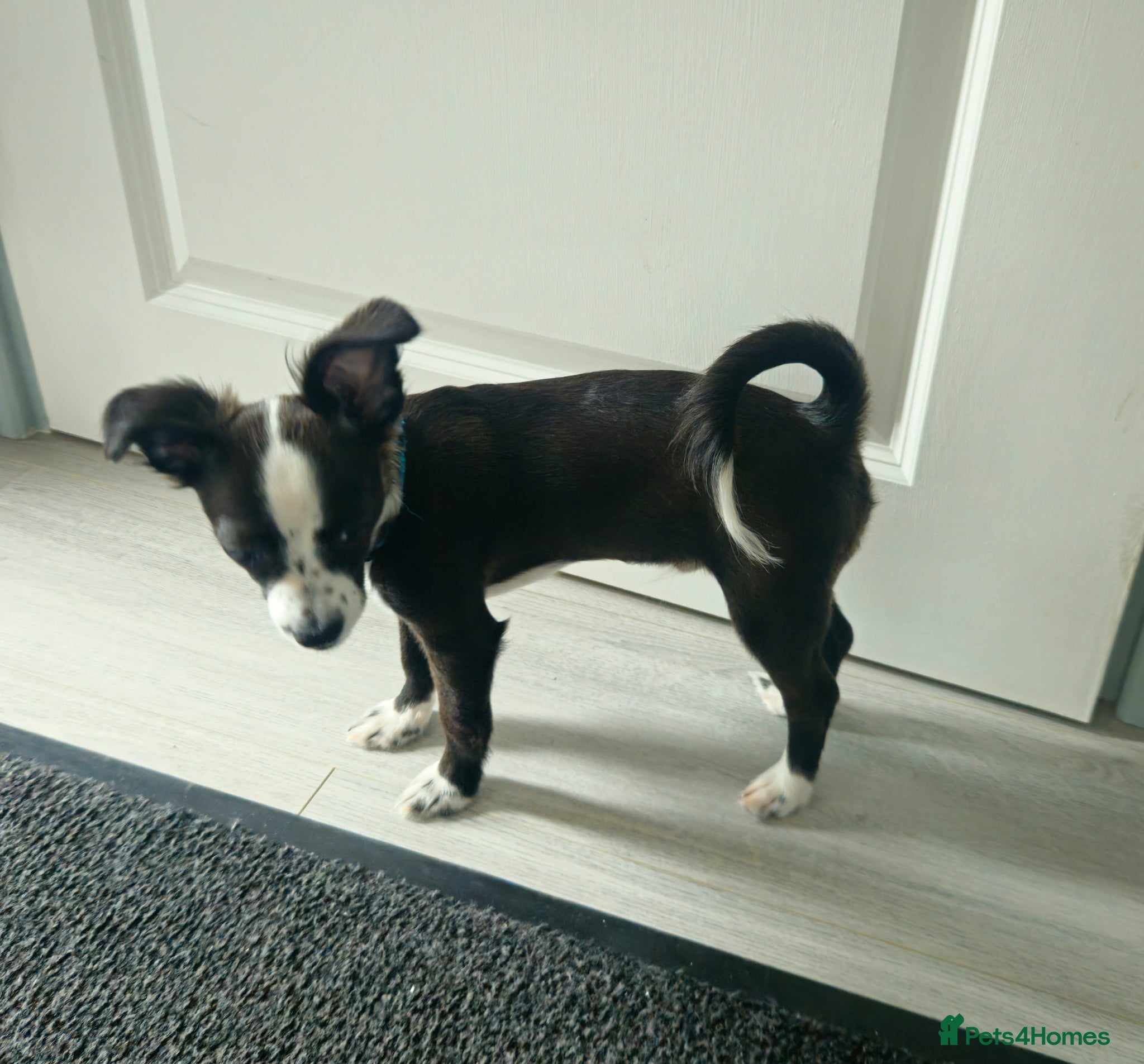 Mixed Breed dogs Urgent Re-Homing  - Advert 2