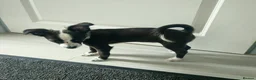 Mixed Breed dogs for sale: Urgent Re-Homing  - Advert 2