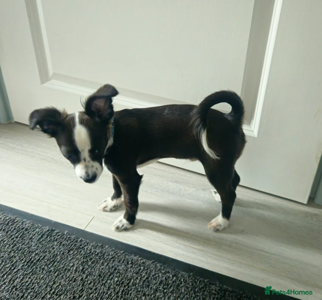 Mixed Breed dogs for sale: Urgent Re-Homing  - Advert 2