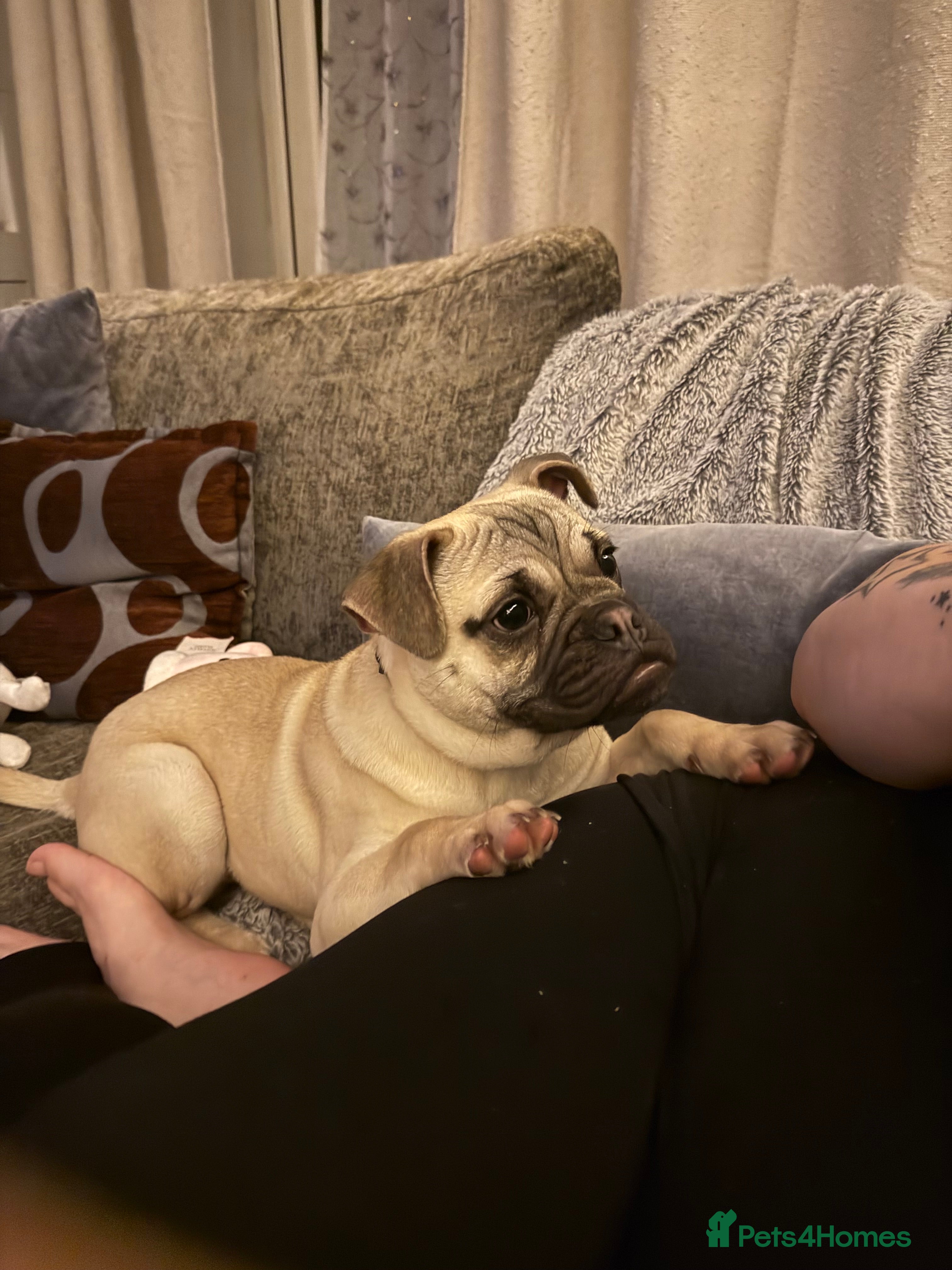 Frug dogs Frug Male  - Advert 1