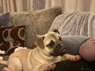 Frug dogs Frug Male - Advert 1