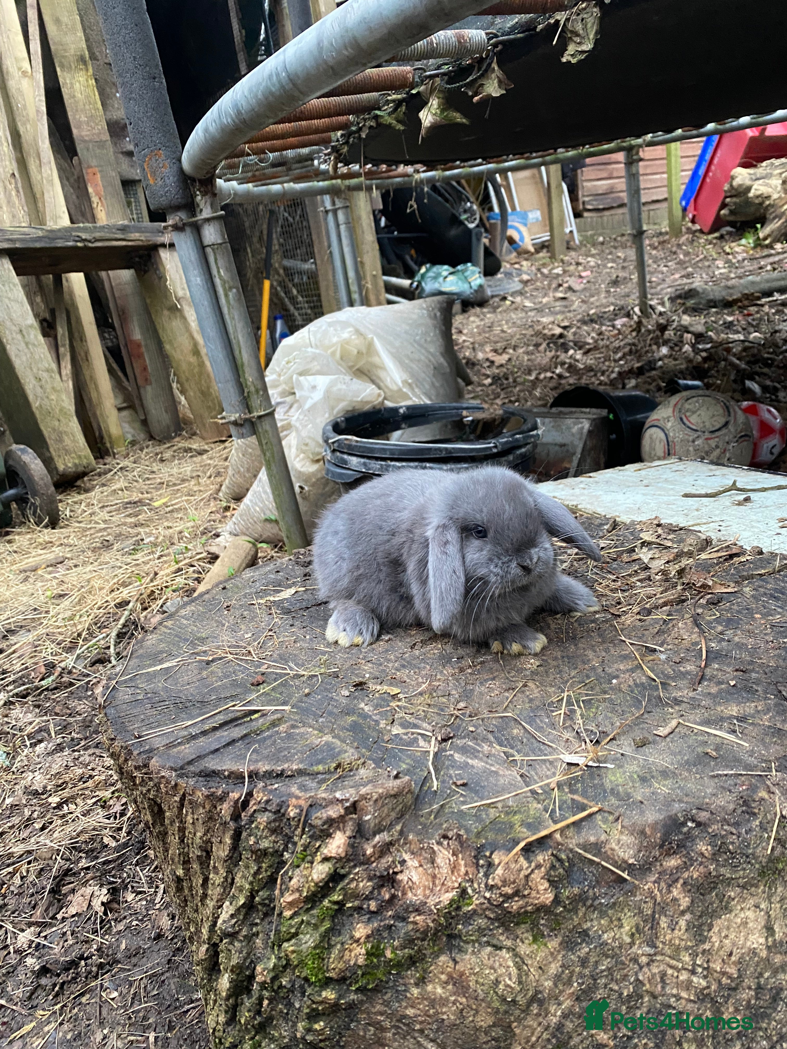 Mini Lop rabbits Family bred Blue Vienna Split 100% Mini Lops  - Advert 1