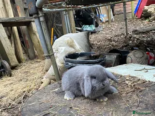 Mini Lop rabbits for sale: Family bred Blue Vienna Split 100% Mini Lops - Advert 2