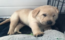 Labrador Retriever dogs for sale: Chunky KC Registered Labrador puppies - Image 15