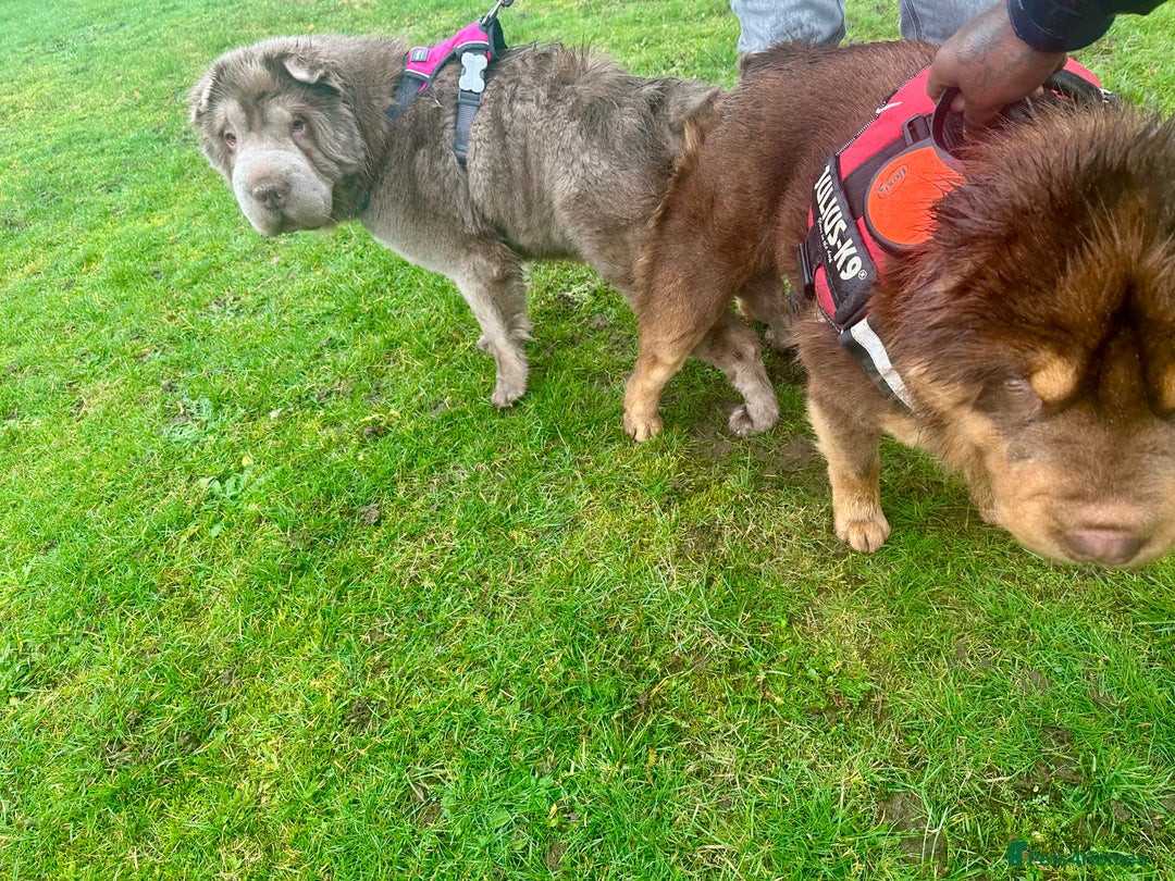 Shar Pei dogs for stud: Choc and tan top quality Sharpei stud  - Advert 9