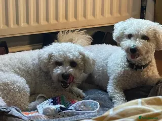 Mixed Breed dogs DAISY & BILLY - BONDED PAIR - Advert 5