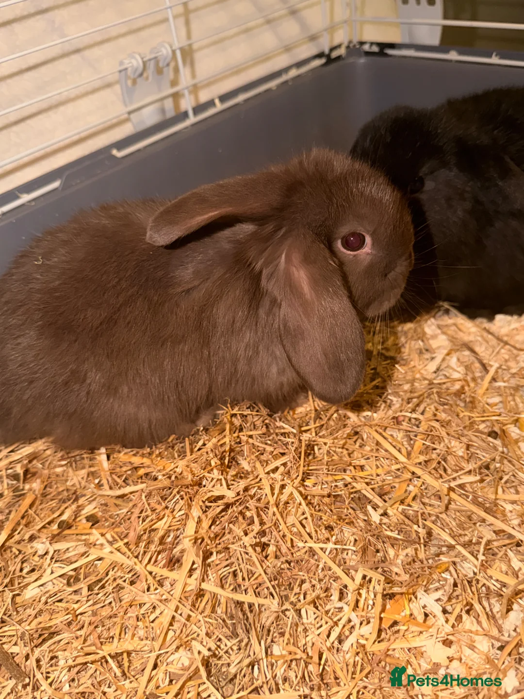 Mini Lop rabbits for sale: Pure Bred mini lops for sale  - Advert 2