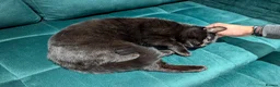 Mixed Breed cats for sale: Beautiful cuddly cat  - Advert 6