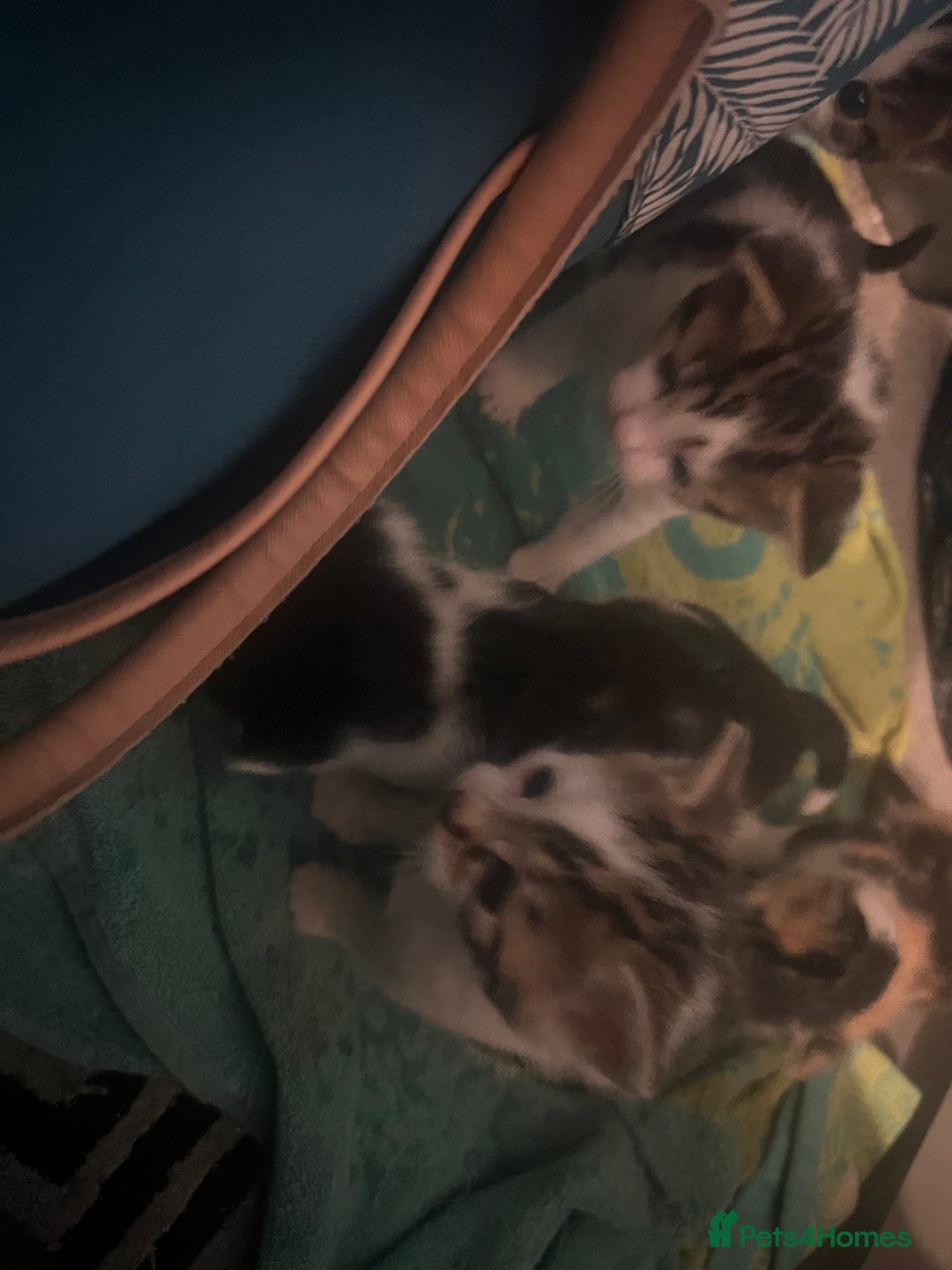 Mixed Breed cats for sale: 5 beautiful kittens  - Image 16