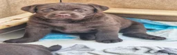 Labrador Retriever dogs for sale: KC Registered Chunky Chocolate Labrador Retrievers - Advert 4