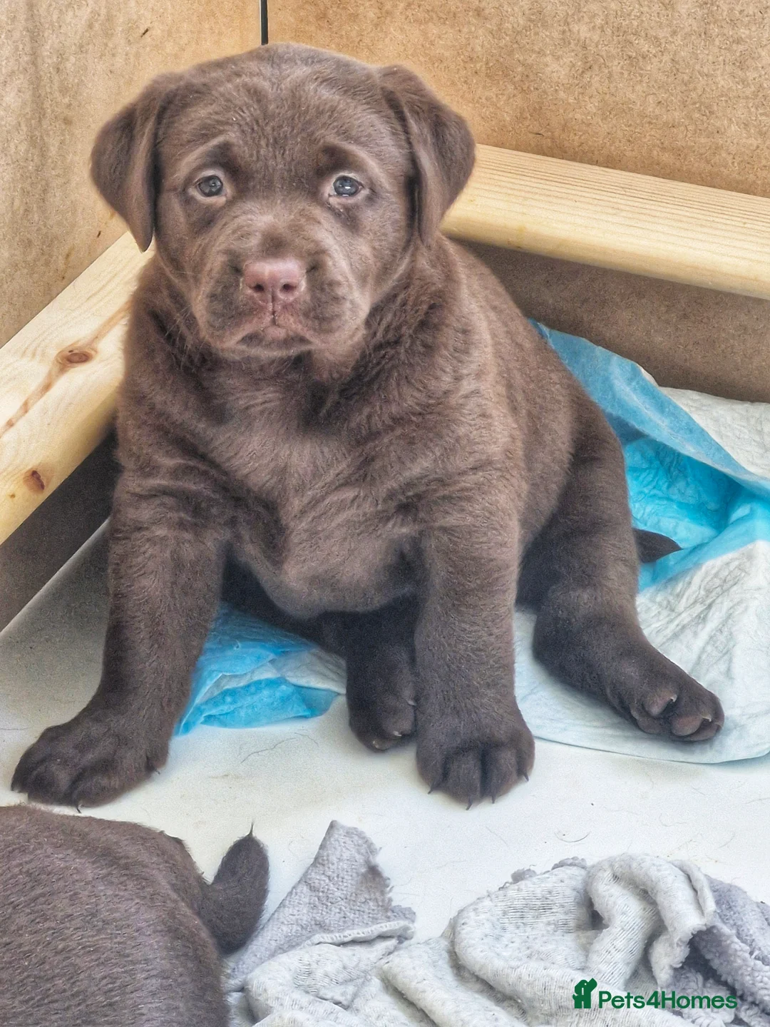 Labrador Retriever dogs for sale: KC Registered Chunky Chocolate Labrador Retrievers - Advert 4