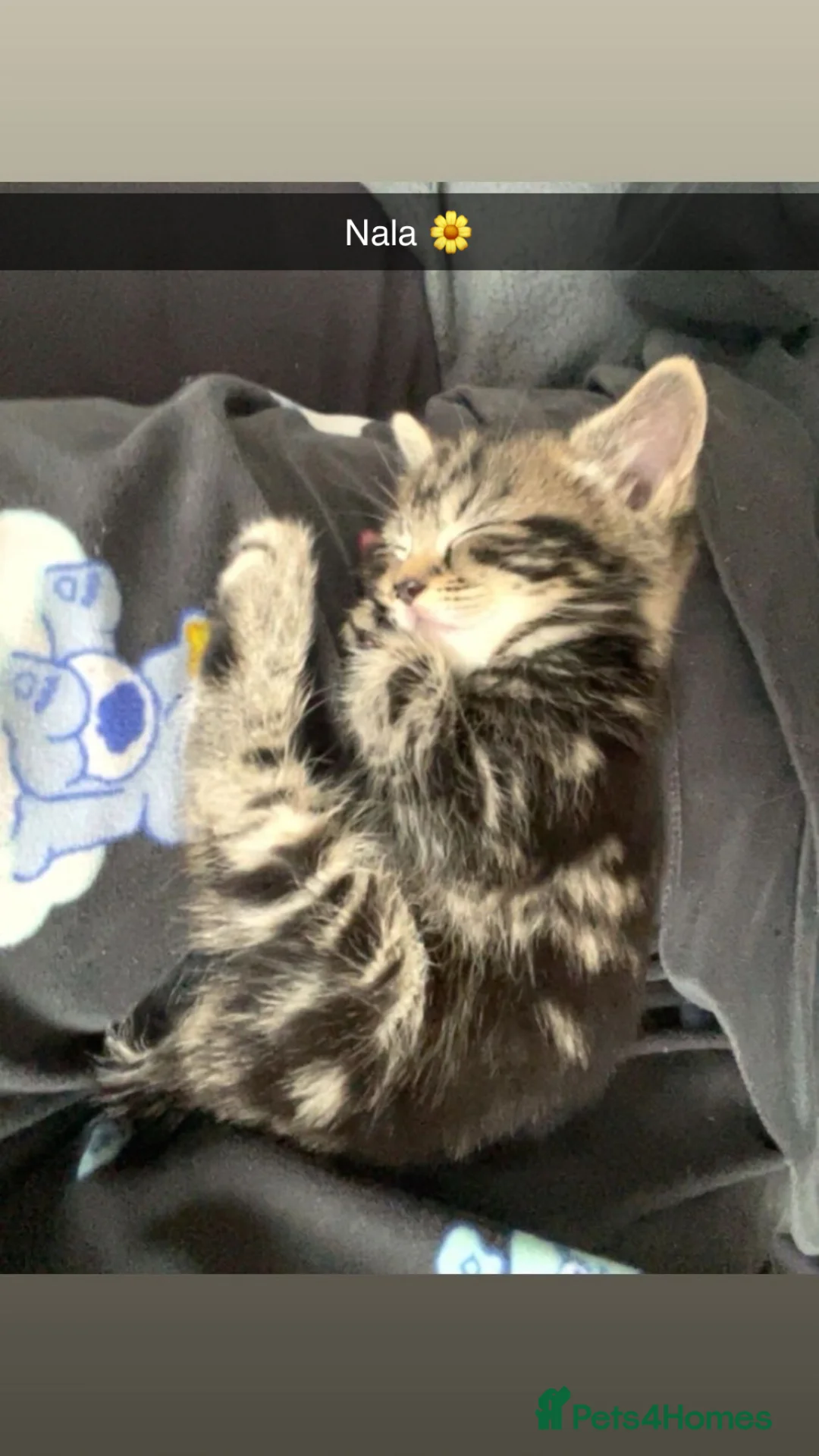 Mixed Breed cats for sale: Beautiful Tabbie Kittens 😻 - Advert 2