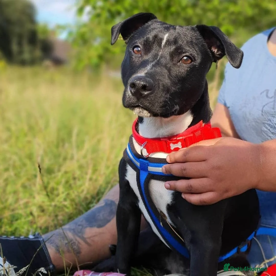 Mixed Breed dogs for sale: Dexter - Advert 1