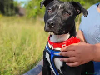 Mixed Breed dogs Dexter - Advert 6