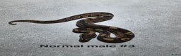 Python Snake reptiles for sale: Hatchling royal pythons  - Advert 18