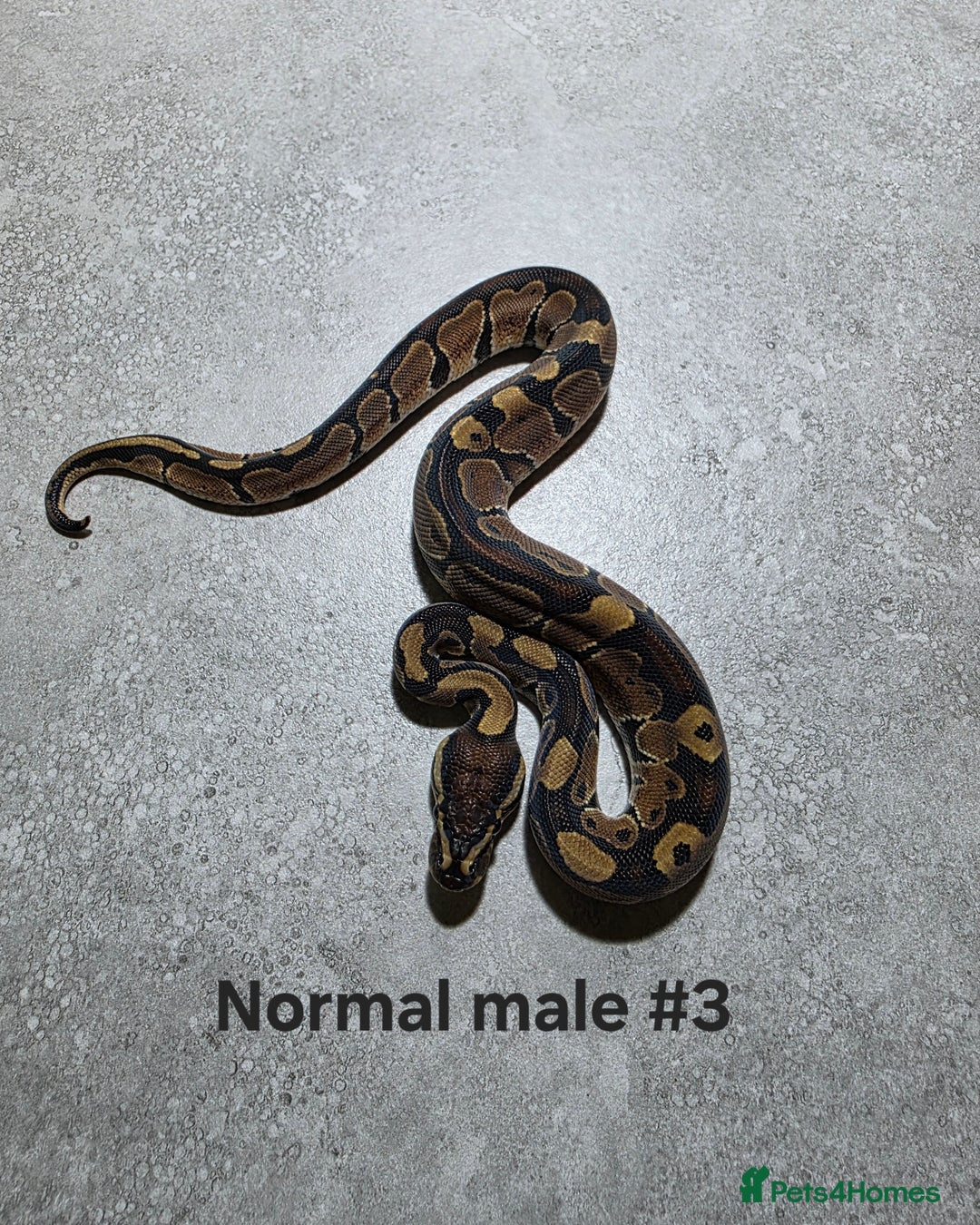 Python Snake reptiles for sale: Hatchling royal pythons  - Advert 18