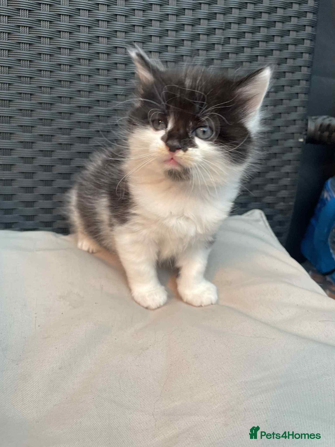 Mixed Breed cats for sale: Lovely boy for sale - Advert 4