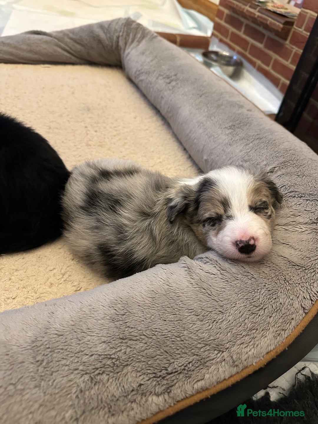 Border Collie dogs for sale: Beautiful litter of 8 border collies puppies - Advert 24