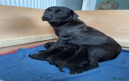 Labrador Retriever dogs for sale: Black Labrador Puppies - Advert 17