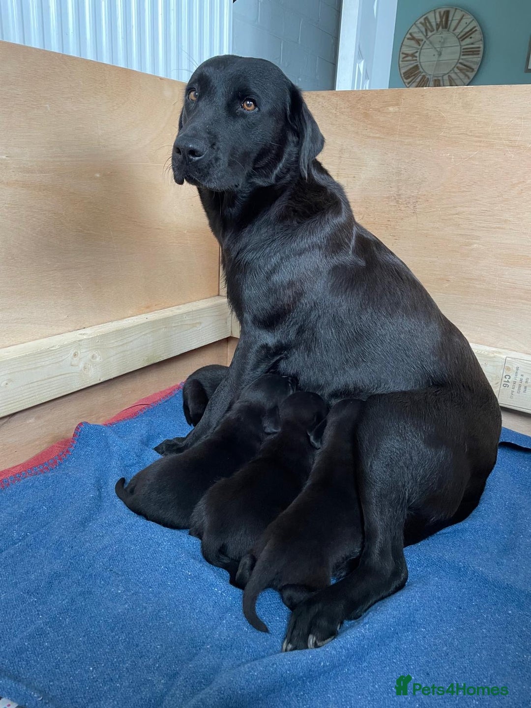 Labrador Retriever dogs for sale: Black Labrador Puppies - Advert 17