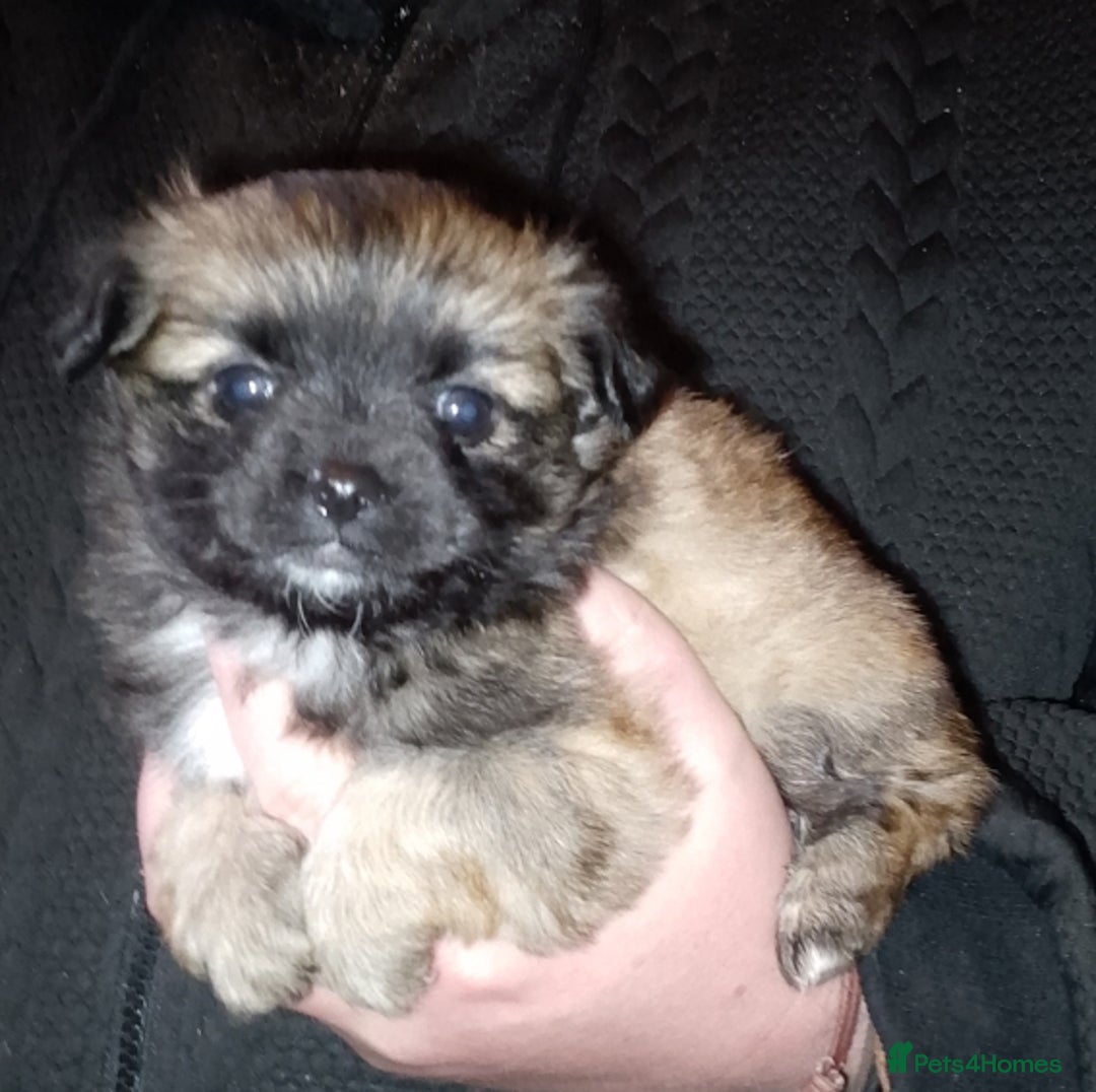 Chihuahua dogs for sale:  Chihuahua puppies can be seen with mum and dad  - Advert 9