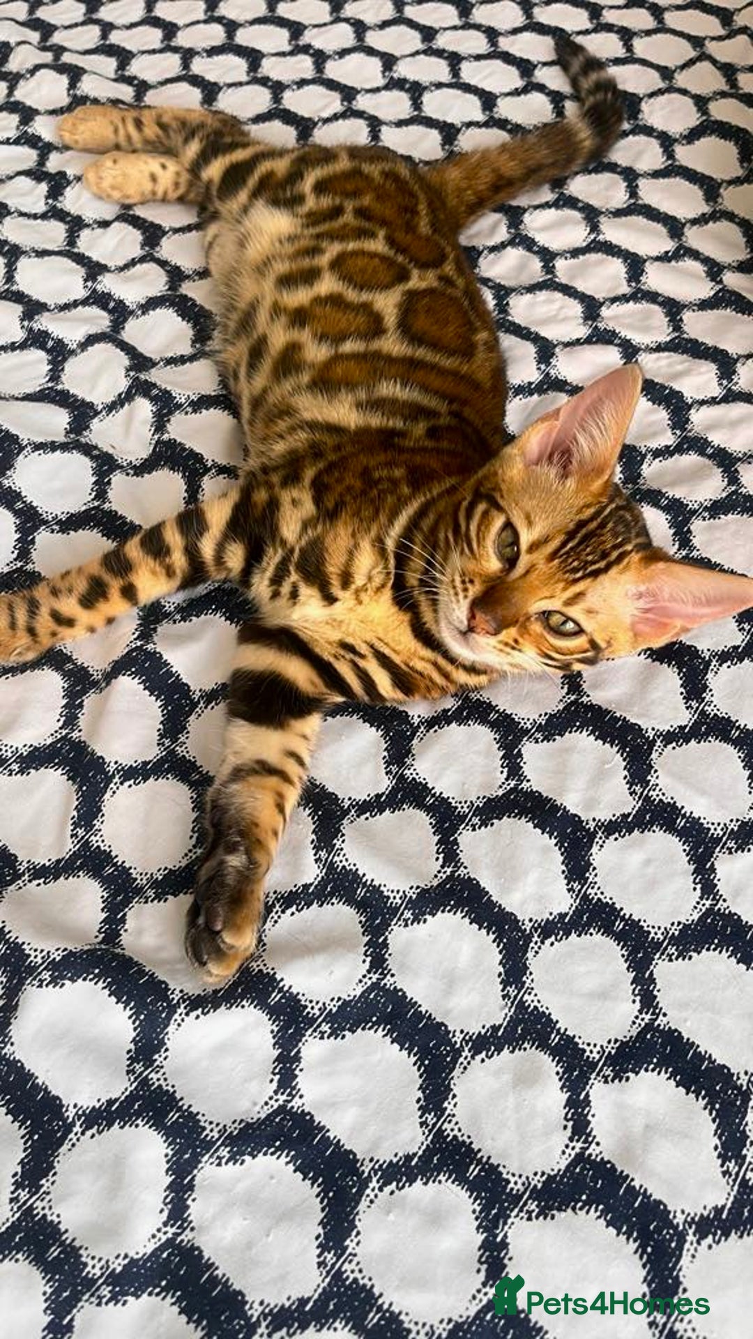 Bengal cats for sale: One Girl left .😻✨TICA registered  - Image 4