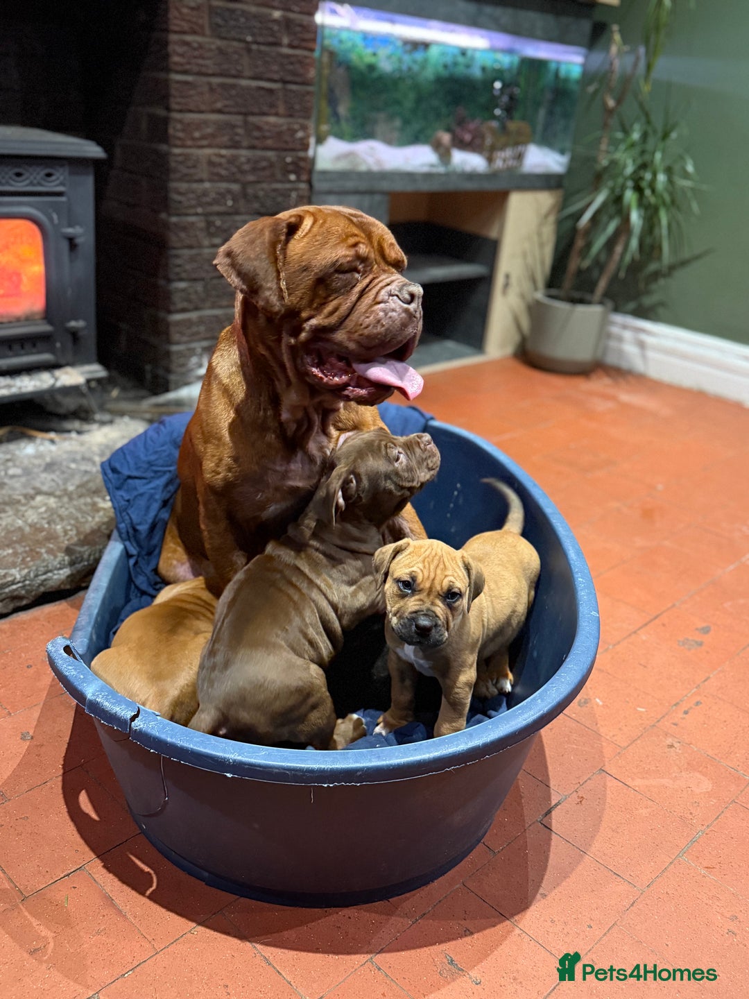 Mixed Breed dogs for sale: Ddb x cane corso - Advert 3