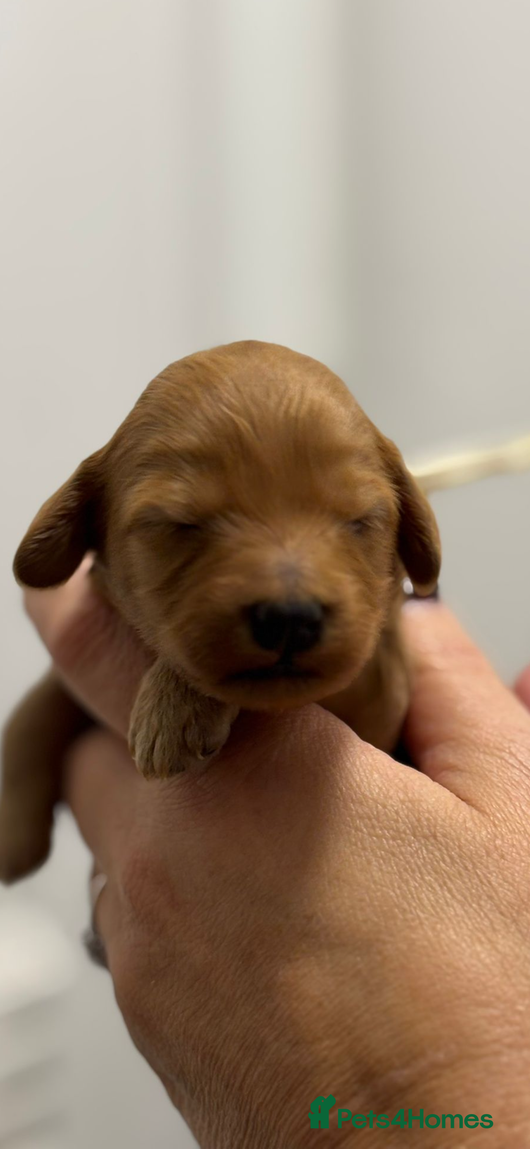 Australian Labradoodle dogs for sale: Beautiful Labradoodle puppies  - Advert 5