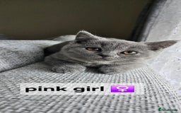 British Shorthair cats for sale: Beautiful Pedigree British short hair kittens🐈 in Buckhurst Hill - Image 5