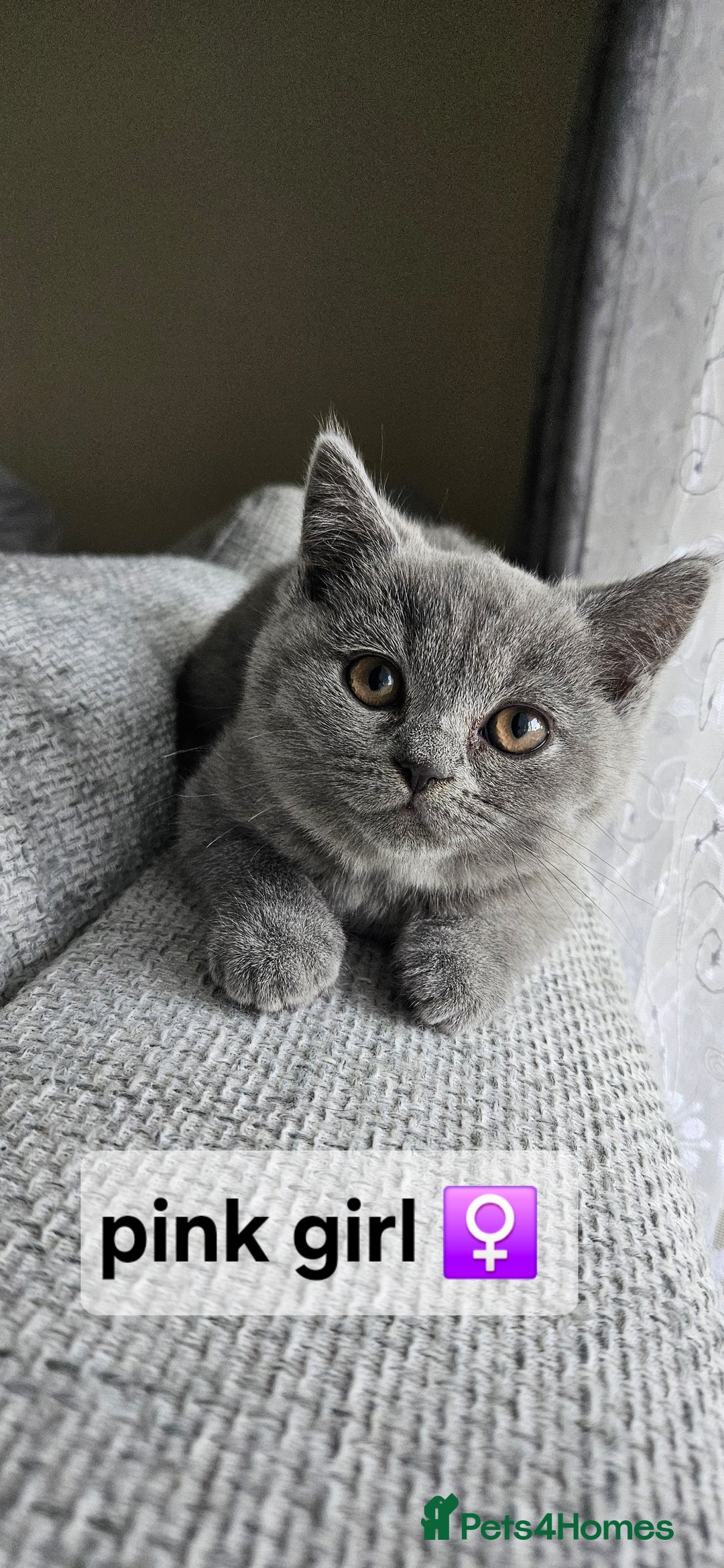 British Shorthair cats for sale: Beautiful Pedigree British short hair kittens🐈 in Buckhurst Hill - Image 5