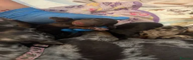 Miniature Dachshund 3