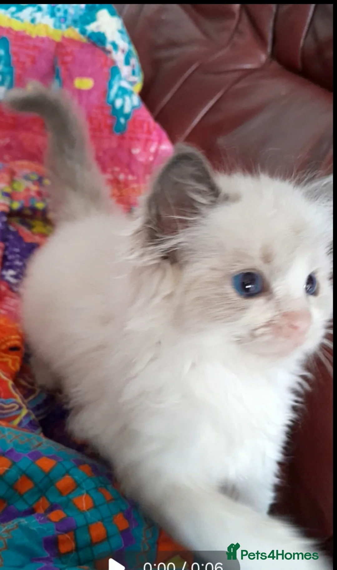 Ragdoll cats for sale: Ragdolls 😸 kittens 😸 looking lovely family - Advert 1