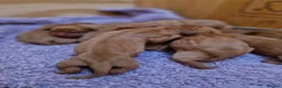 Labrador Retriever dogs for sale: KC REGISTERED FOX RED PUPPIES  in Bacup - Advert 9