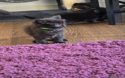 Maine Coon cats for sale: Stunning Maine Coon X  - Image 8