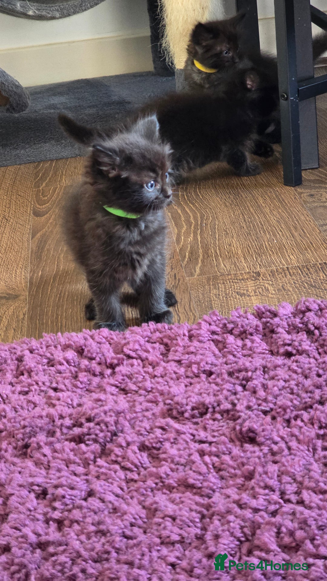 Maine Coon cats for sale: Stunning Maine Coon X  - Image 8
