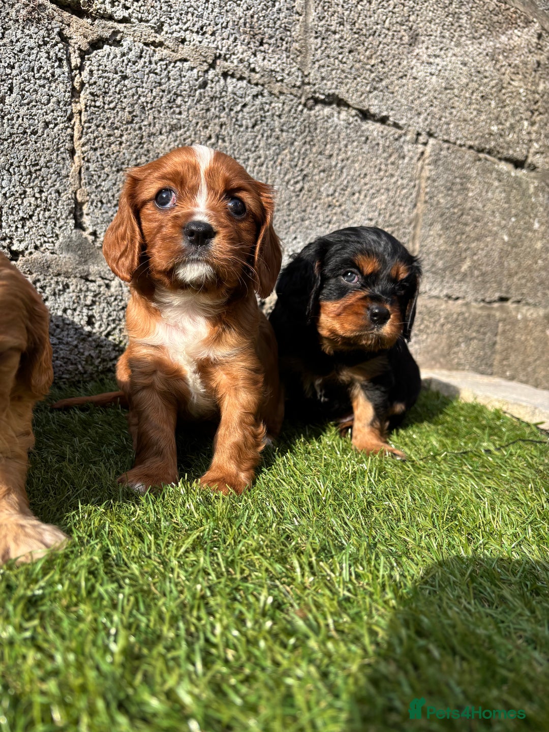 Cavalier King Charles Spaniel dogs for sale: Gorgeous cavalier puppies  - Image 10