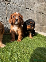 Cavalier King Charles Spaniel dogs - Advert 6