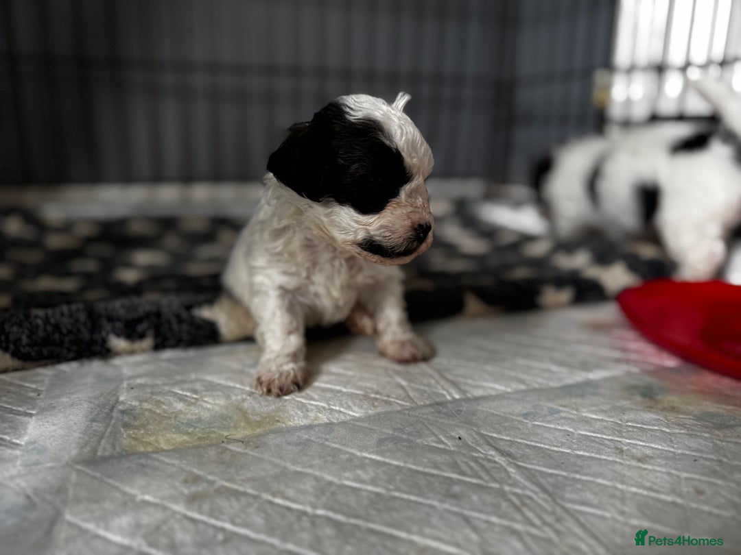 Shichon dogs for sale: 5 beautiful Shichon girls  - Image 20