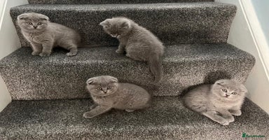 Scottish Fold cats - Advert 2