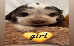 Cocker Spaniel dogs for sale: True show cocker spaniel pups  - Image 9