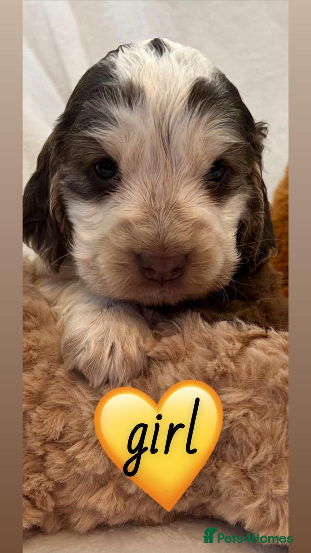 Cocker Spaniel dogs for sale: True show cocker spaniel pups  - Image 9