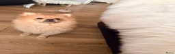 Pomeranian dogs for sale: Beautiful Pomeranian Girl  - Advert 5