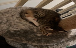 Mixed Breed cats for sale: Beautiful kittens ready for loving new homes.  - Image 29