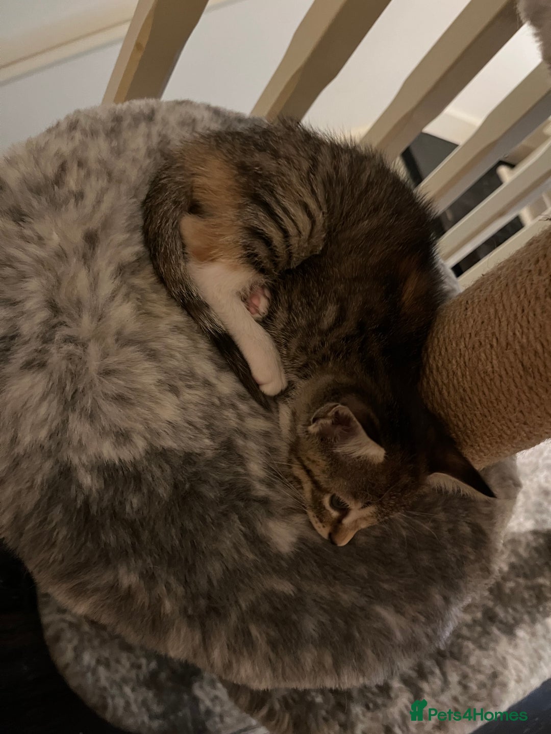 Mixed Breed cats for sale: Beautiful kittens ready for loving new homes.  - Image 29